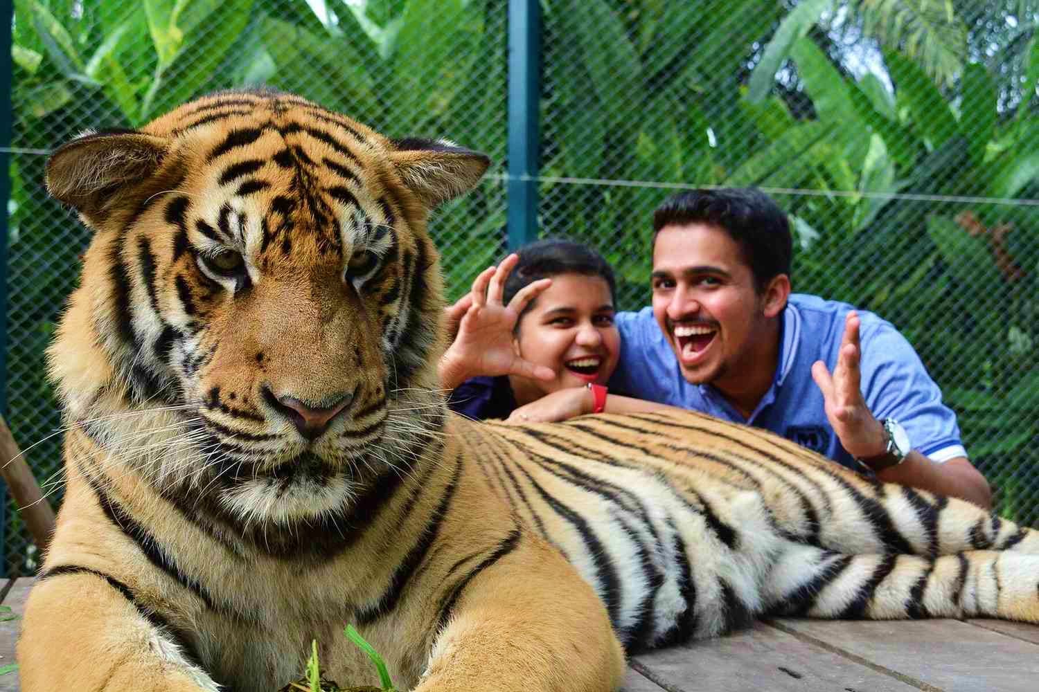 Phuket Tiger Kingdom Experience