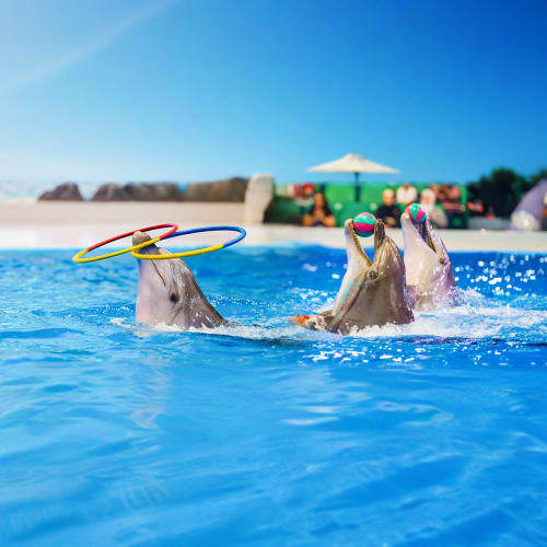 Dolphin 1