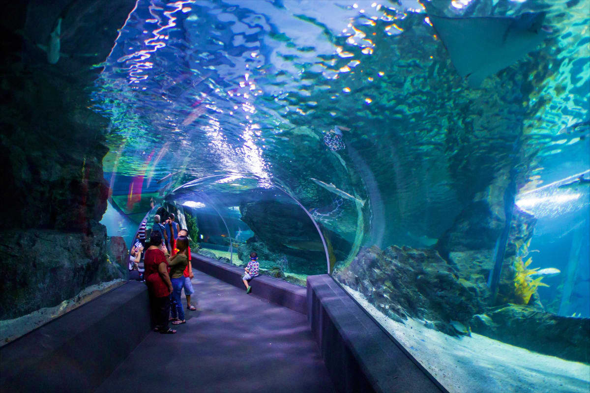 Sea Life Aquarium With Madame Tussauds Bangkok Sealife aquarium bangkok