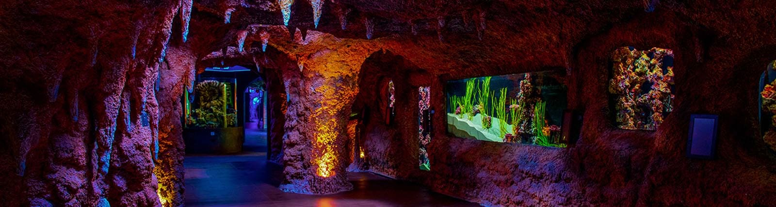 The National Aquarium Abu Dhabi Atlantic_Cave