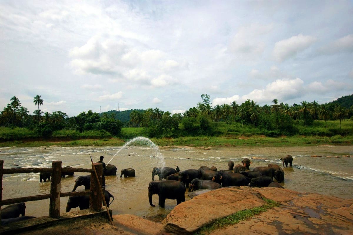Pinnawala Elephant Orphanage