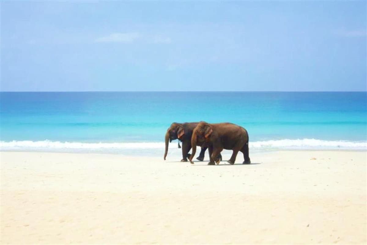 Elephant beach