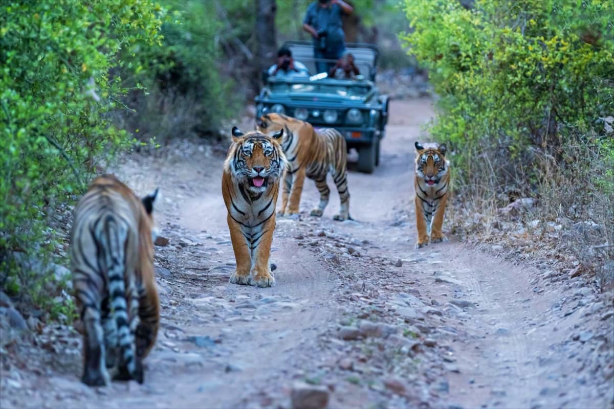 Rajasthan Heritage and Wildlife Tour safari at Ranthambore national park