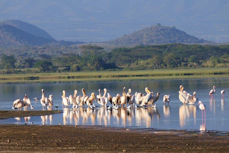 Aberdares – Lake Naivasha / Elementaita