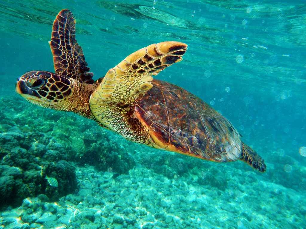 Turtle Island & Uluwatu Sunset Tour 