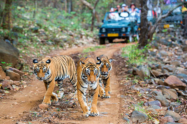 Go for a Morning Jungle Safari in Ranthambore; An Evening Stay at Hotel 