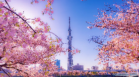 TOKYO TOKYO
