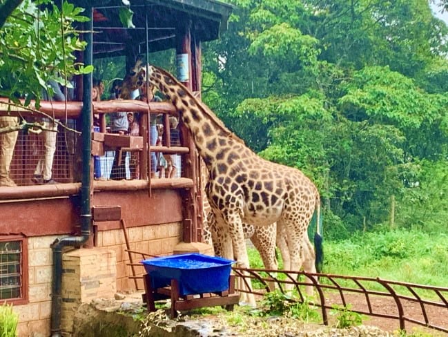 Maasai Mara to Nairobi – Urban Meets Wildlife
