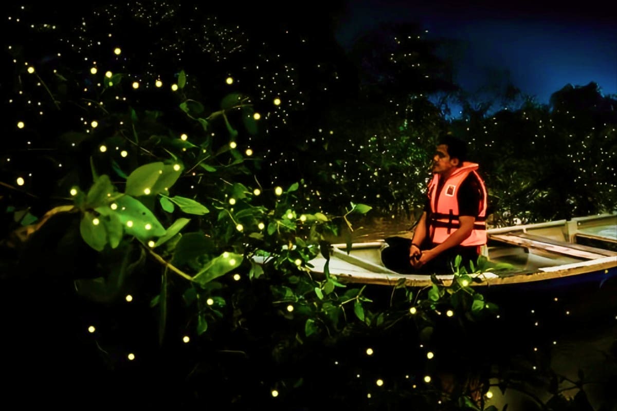 Firefly Watching in Puerto Princesa
