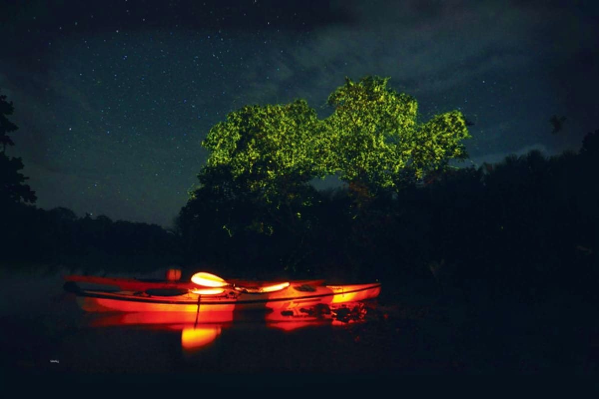 Firefly Watching in Puerto Princesa