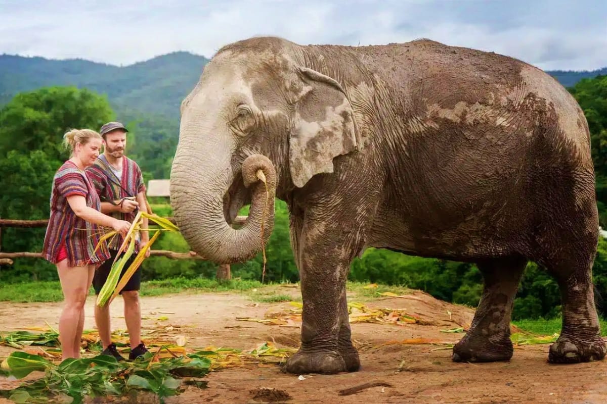 Elephant Jungle Sanctuary Feed experience