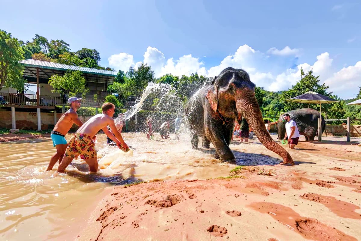 Elephant Jungle Sanctuary Feed experience