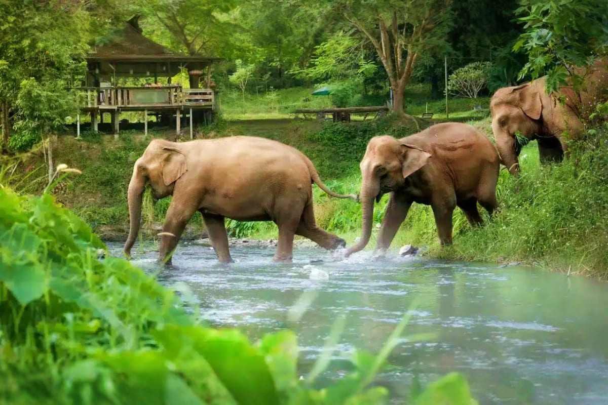 Elephant Jungle Sanctuary Feed experience