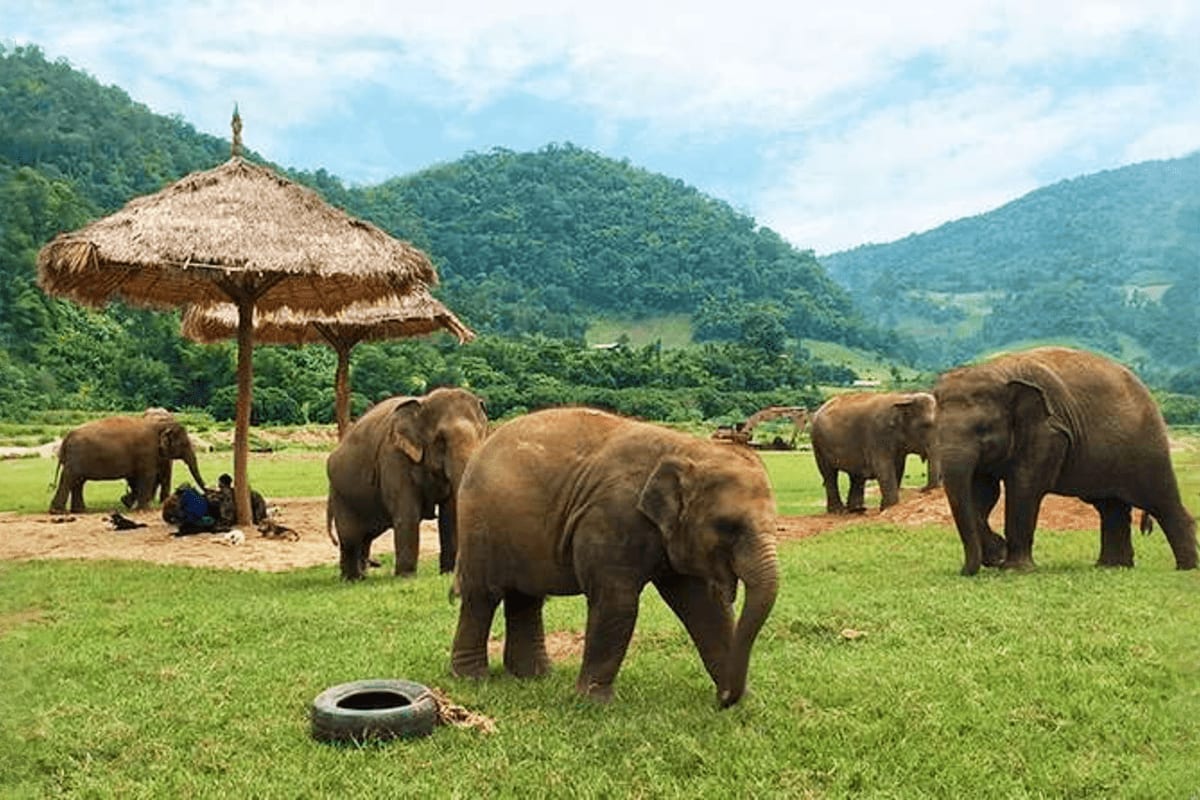 Elephant Jungle Sanctuary Feed experience