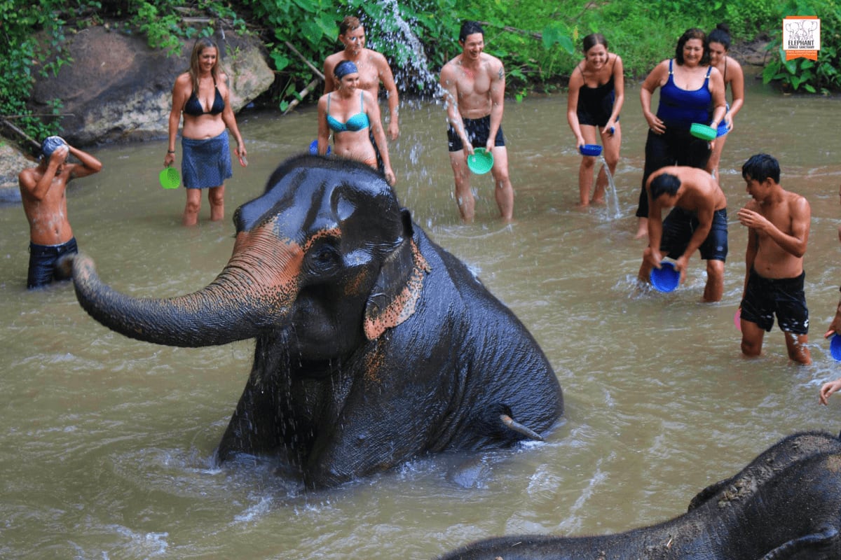 Elephant Jungle Sanctuary Feed experience