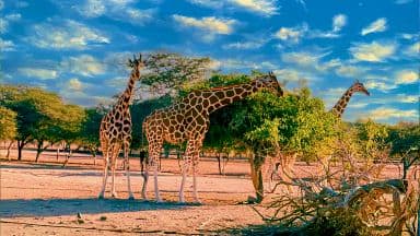 Sir Bani Yas