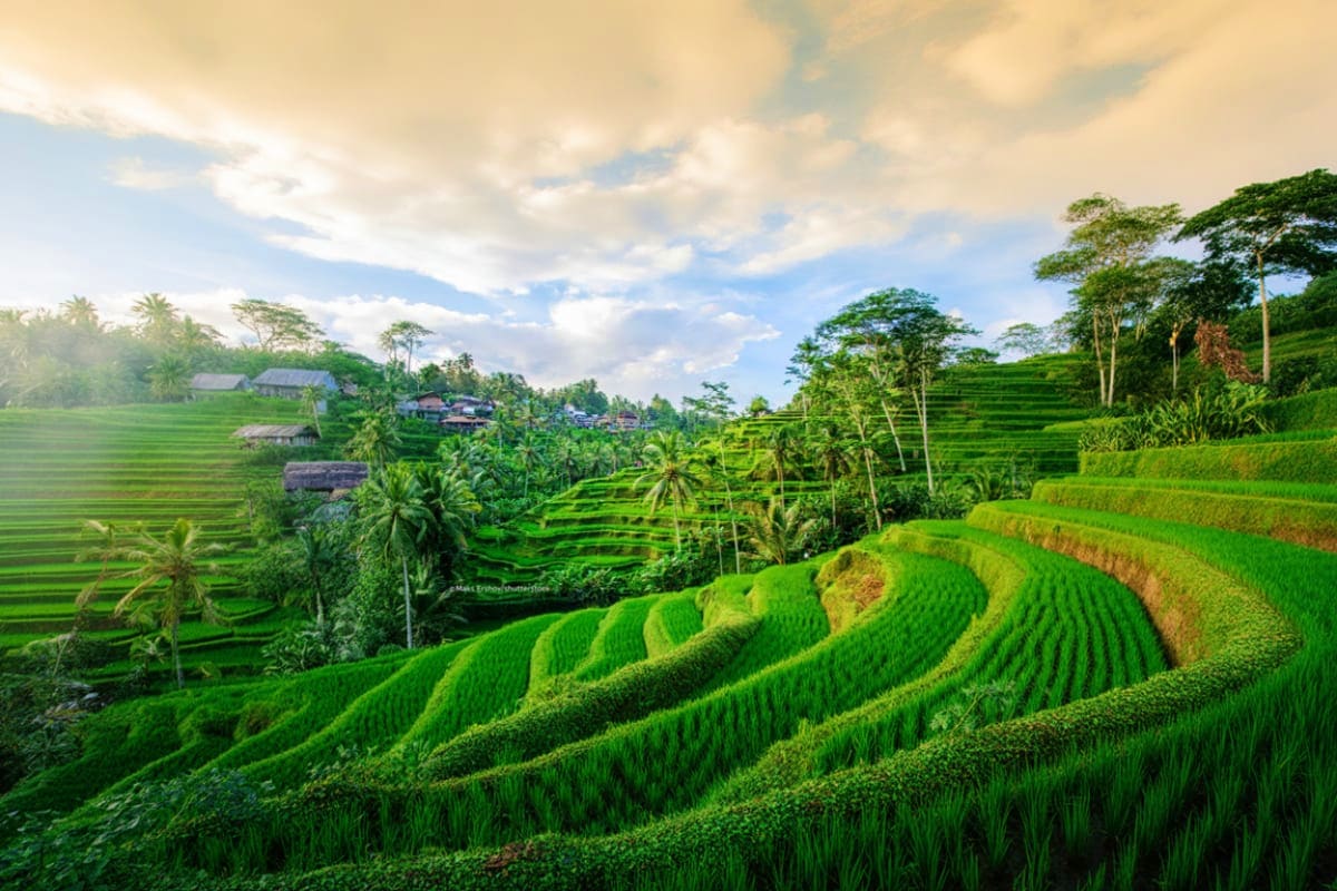 Ubud Highlights Private Day Tour