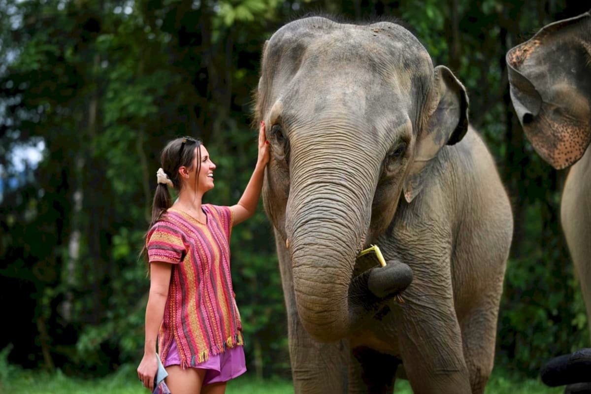 Elephant Jungle Sanctuary Elephant Jungle Safari
