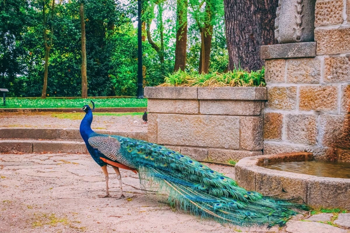 Kuala Lumpur Bird Park, Butterfly Park and Garden Tour
