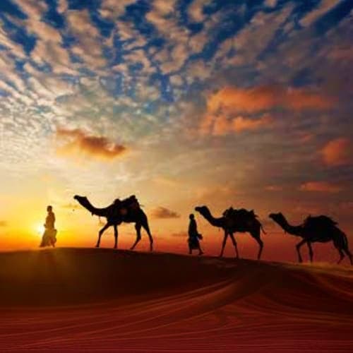 camel_walk