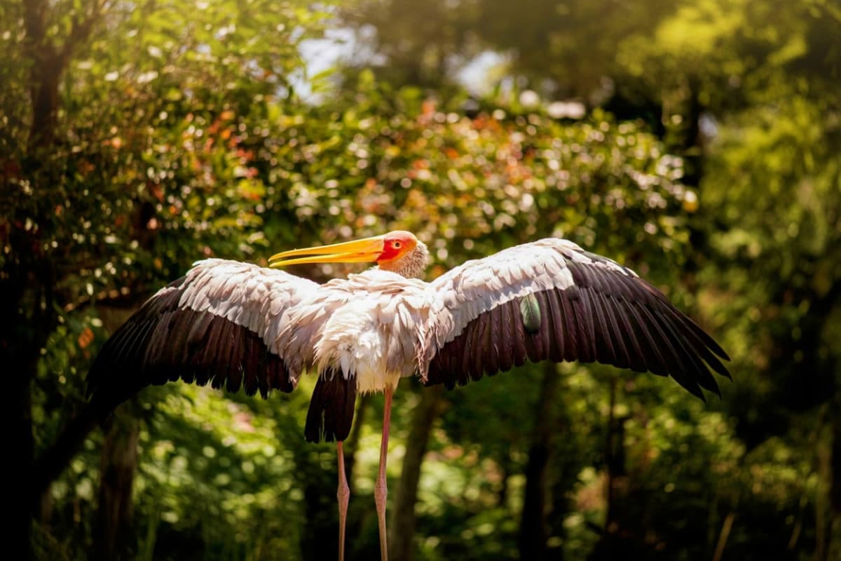 Penang Bird Park