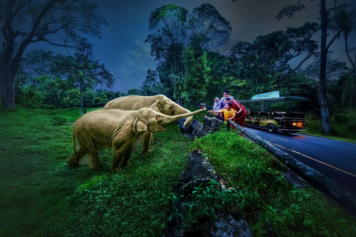 Night Safari