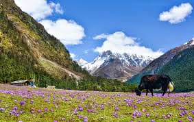 Yumthang Valley Excursion and Return to Gangtok Yumthang Valley Excursion and Return to Gangtok