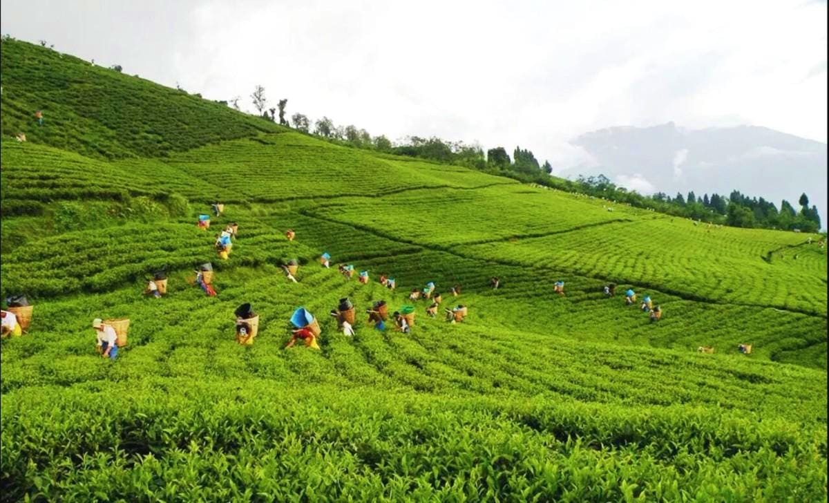 Transfer from Pelling to Darjeeling
