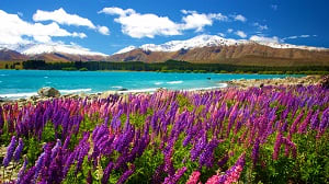 Departure from Christchurch to Queenstown via Mt. Cook Departure from Christchurch to Queenstown via Mt. Cook