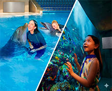 Dolphinarium Show & Atlantis Lost Chambers Dolphinarium Show & Atlantis Lost Chambers