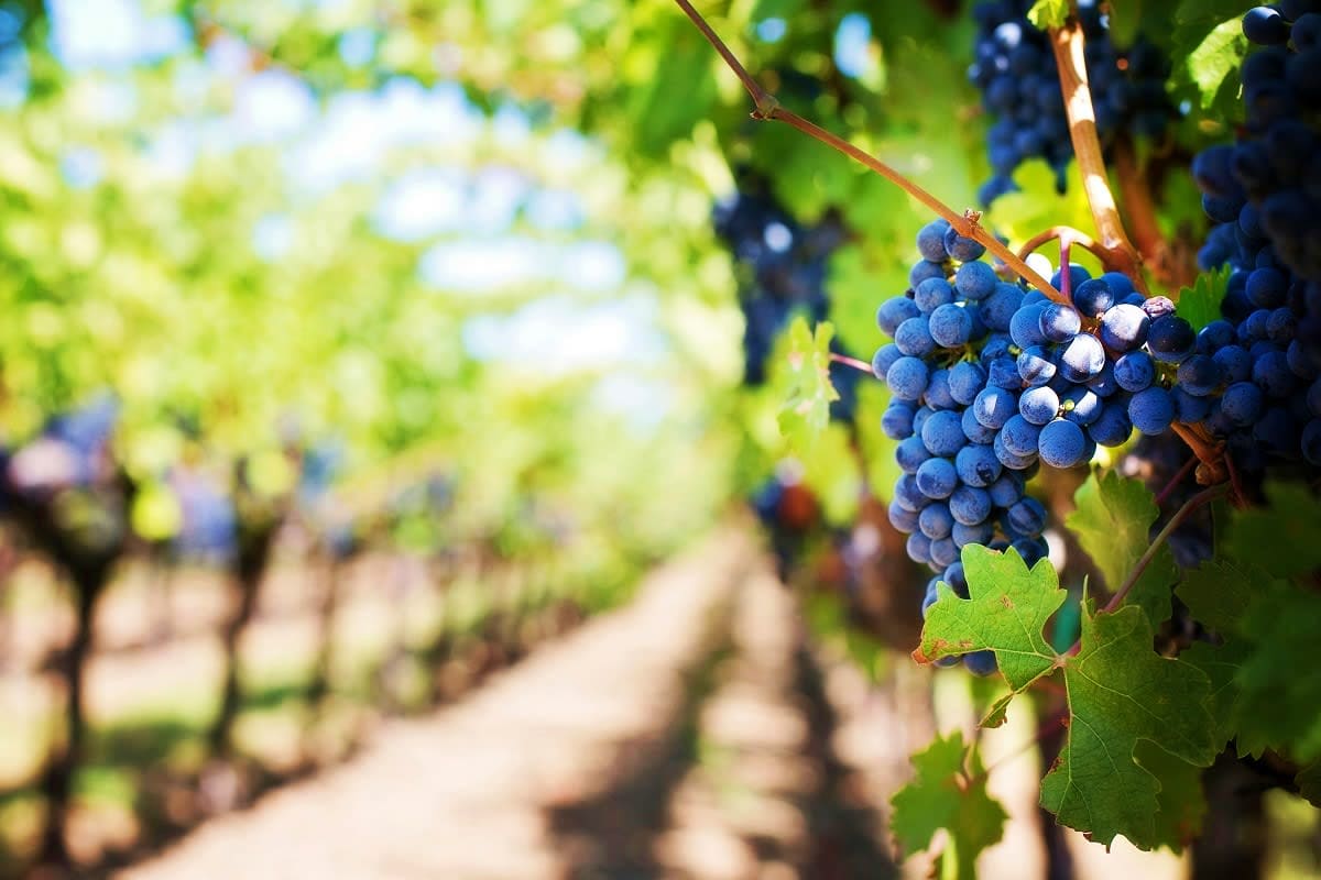 Winery