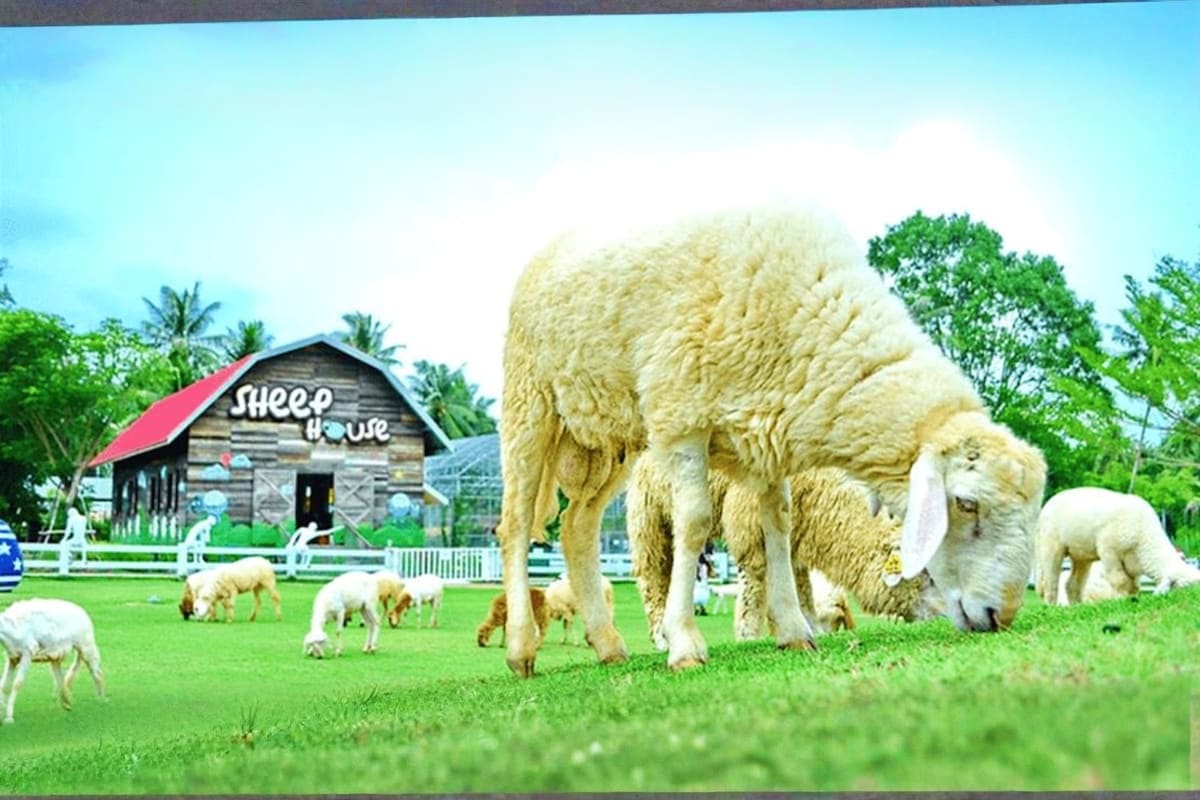 Family Park Pattaya Sheep Farm
