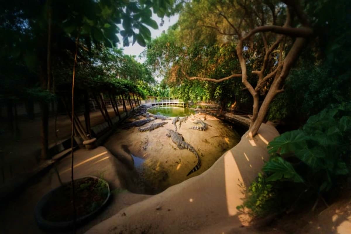 The Million Years Stone Park and Pattaya Crocodile Farm The Million Years Stone Park And Pattaya Crocodile Farm Pattaya