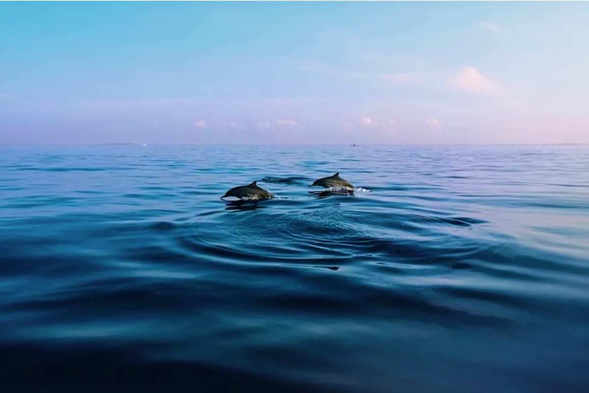 Lovina Dolphin Watching And North Bali Day Trip