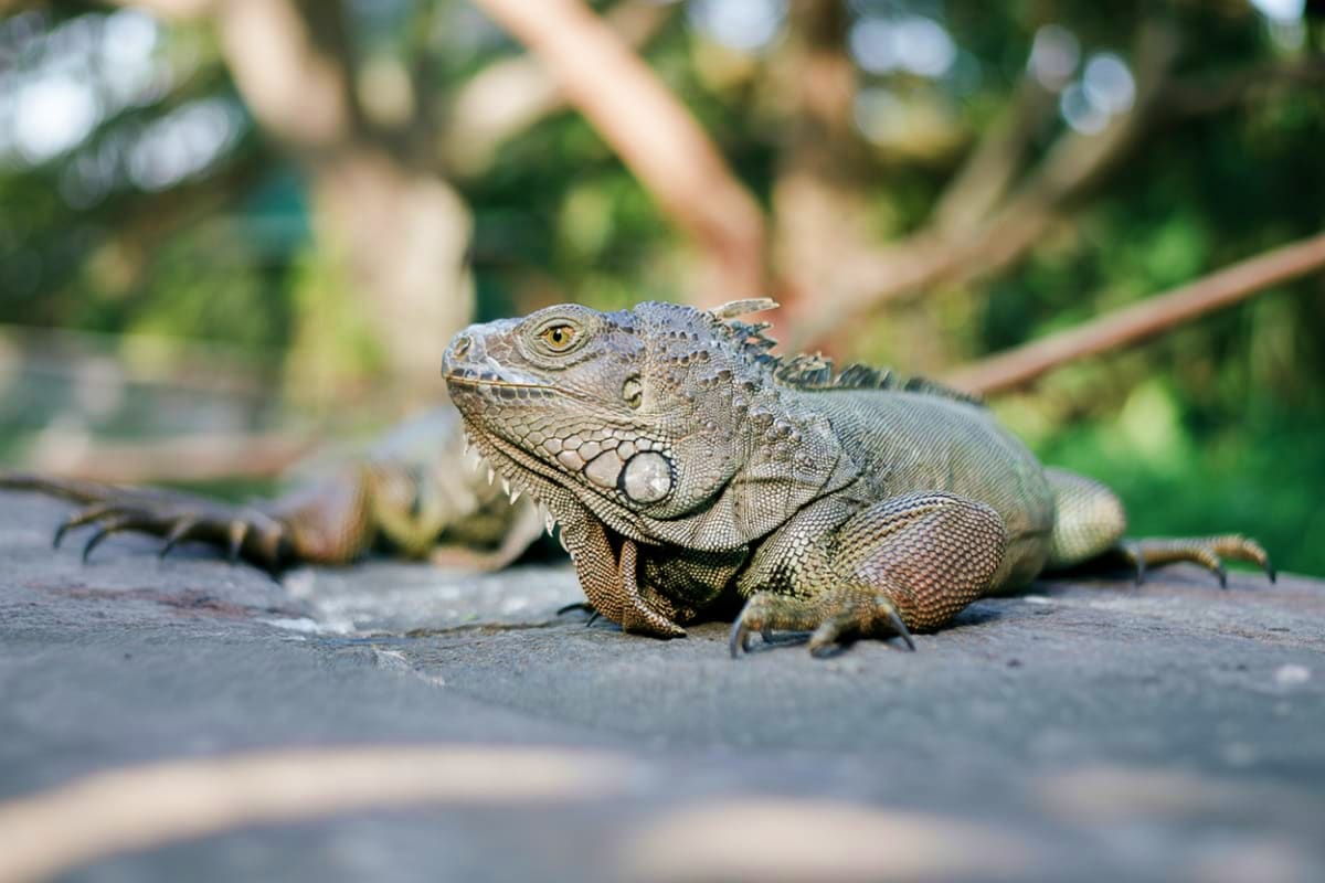 Reptile Park Bali