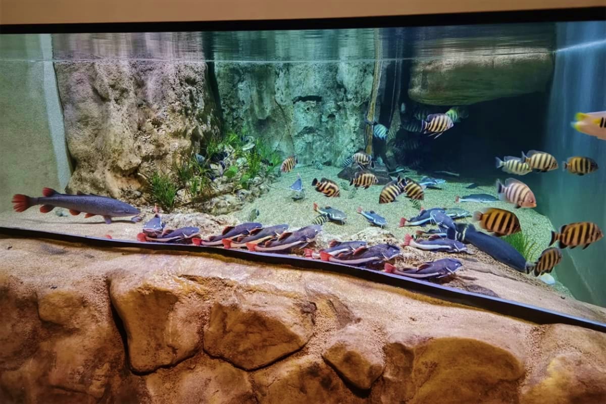 Lotte world aquarium