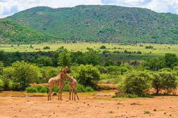 Oudtshoorn Excursion
