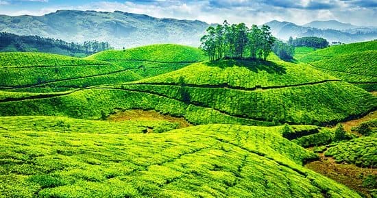 Munnar City Tour 