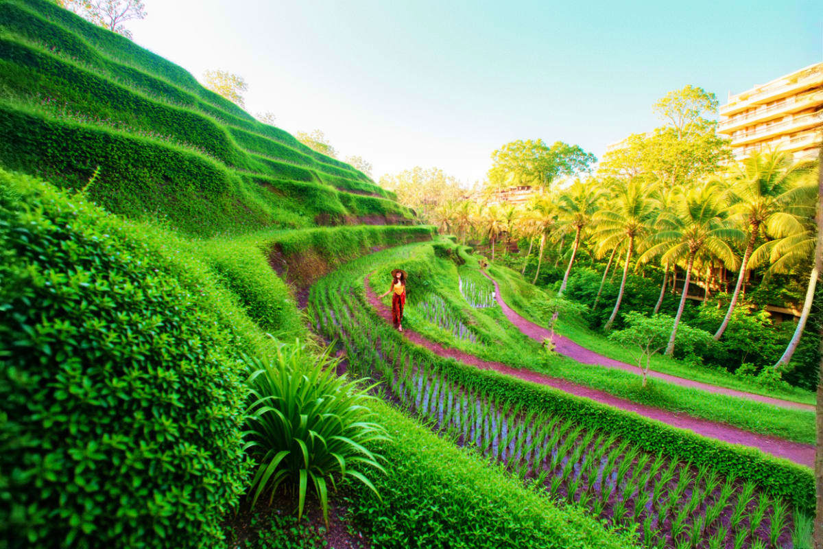 Ubud Highlights Private Day Tour