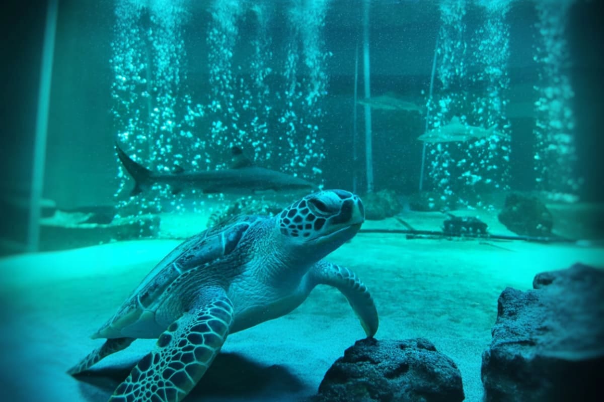 Half Day Samui Aquarium Thailand