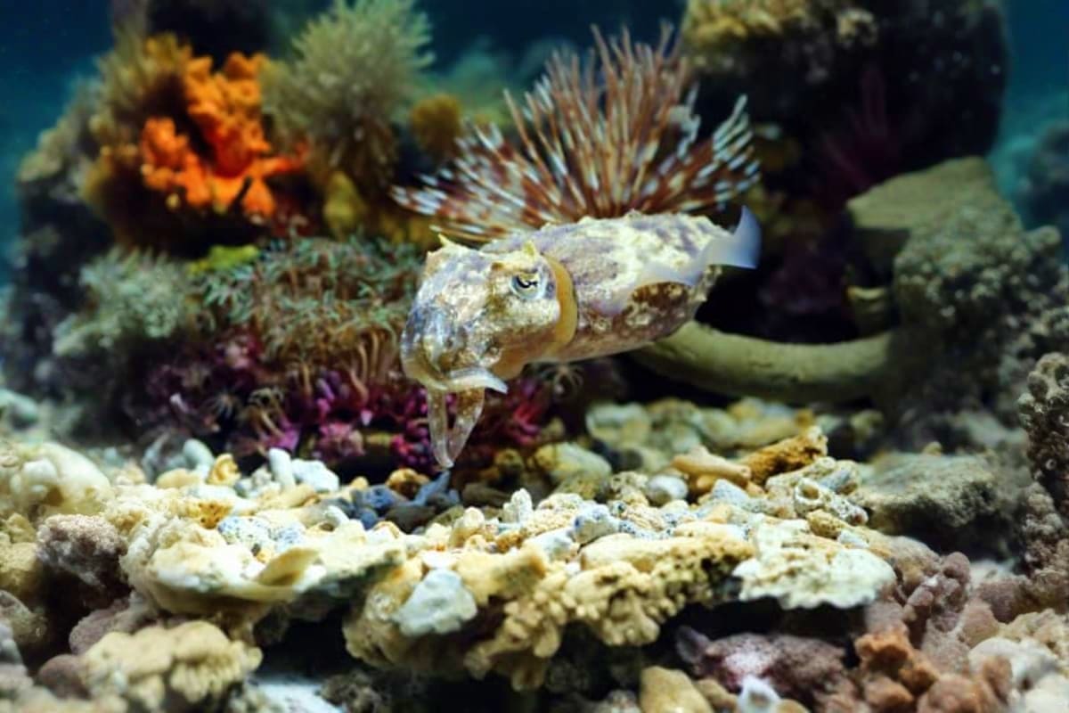 Aquarium Phuket