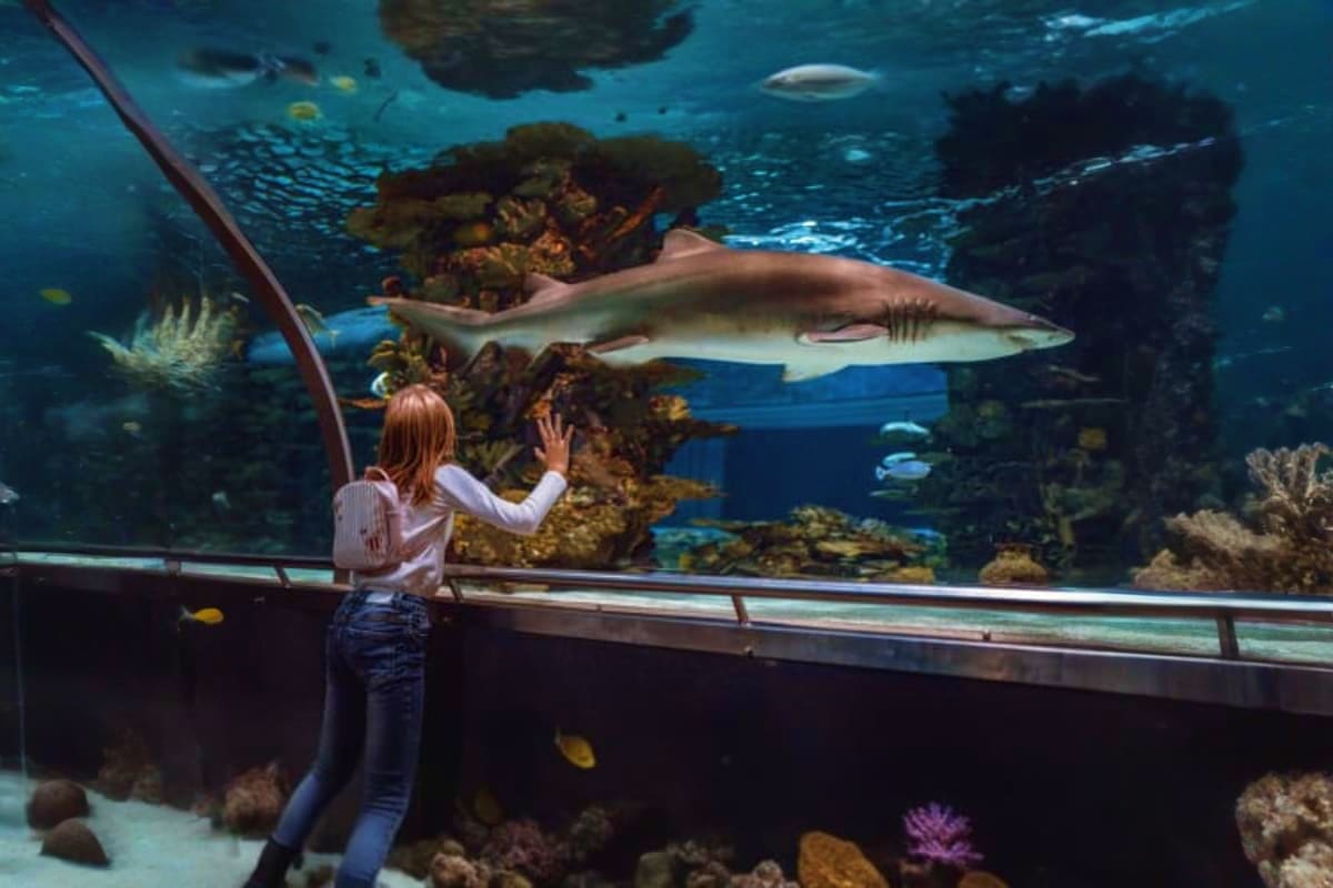 Aquaria Phuket Aquarium Phuket
