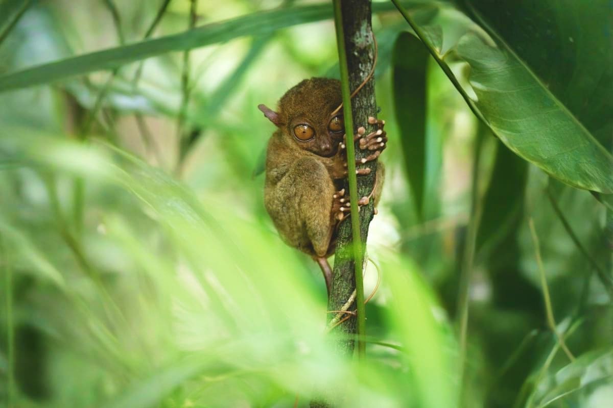 Tarsier