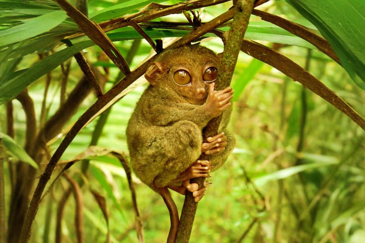 Tarsier