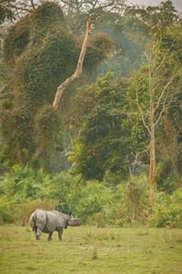 Yala National Park