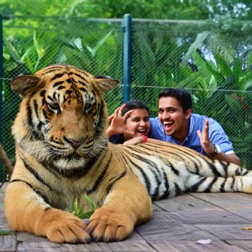 Phuket Tiger Kingdom Experience