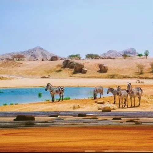 zebra_al_ain
