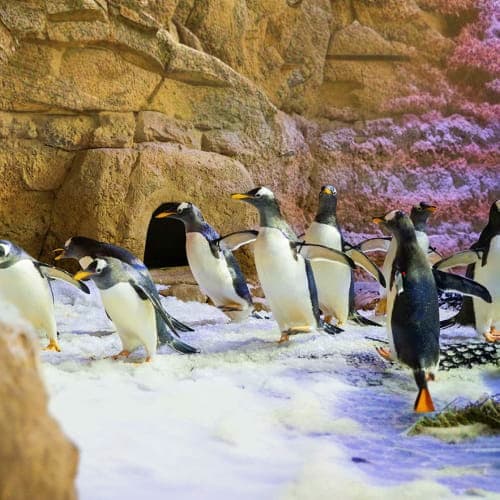 penguins_dubai_aquarium