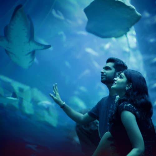 Dubai Aquarium and Underwater Zoo underwater_zoo