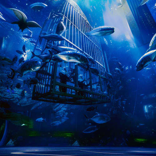 Dubai Aquarium and Underwater Zoo dubai_aquarium